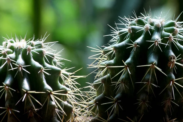 Closeup Two Mini Cactus Trees Closer Together — Stock Photo, Image