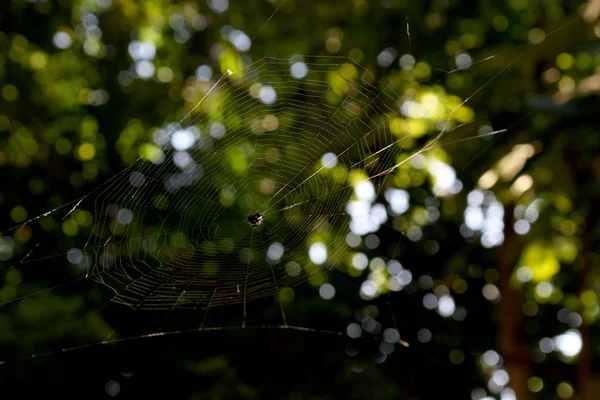 在美丽的绿色背景下漂浮在空中的蜘蛛网 — 图库照片