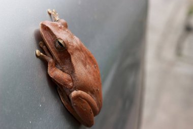 Arabayı üzerinde kahverengi kurbağa.