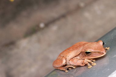 Arabanın dışında kahverengi kurbağa.