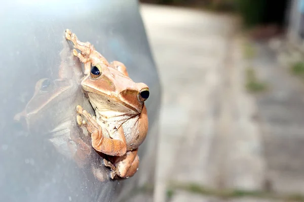 Grenouille Brune Sur Côté Voiture — Photo