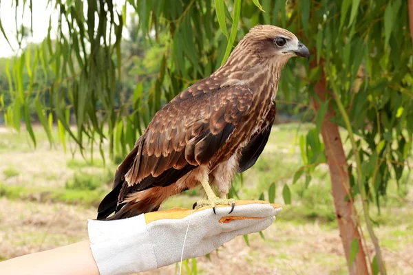 Ung Brahminy Kite Med Läderhandskar Bakgrunden Ett Fält Och Ett — Stockfoto