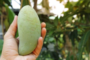 El tutun mango khiaosawoey dikkatle taşımak, hangi ağaç üzerinde.