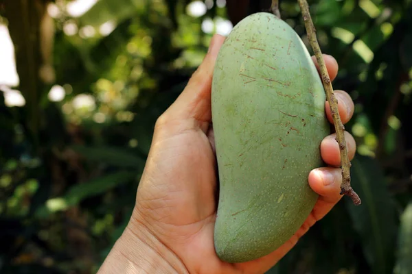 El tutun mango khiaosawoey dikkatle taşımak, hangi ağaç üzerinde.