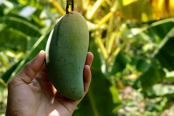 Hand hold mangoes khiaosawoey carry carefully, which on it\'s tree.