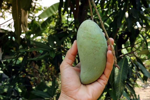 Hand hold mangoes khiaosawoey carry carefully, which on it\'s tree.