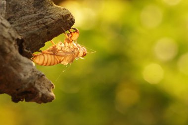 Deri değiştirme ağustosböceği karkas. Ağaç üzerinde.