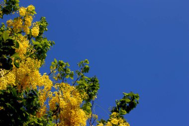 Sarı ratchaphruek buket ön planda olduğunu. Var açık mavi gökyüzü arka plan olduğunu.