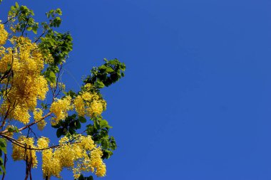 Sarı ratchaphruek buket ön planda olduğunu. Var açık mavi gökyüzü arka plan olduğunu.