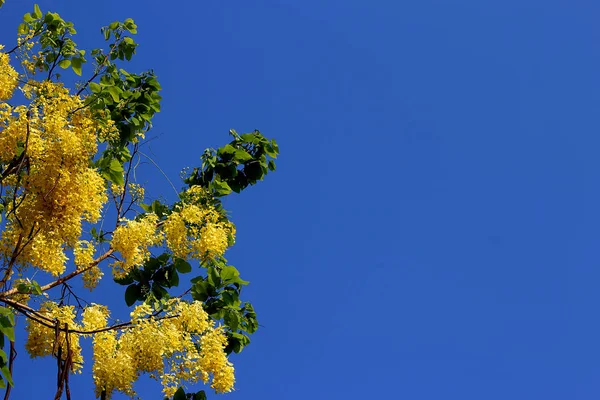 Sarı ratchaphruek buket ön planda olduğunu. Var açık mavi gökyüzü arka plan olduğunu.