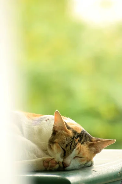 Brown White Black Striped Cat Sleeping Comfortably Fridge — Stock Photo, Image