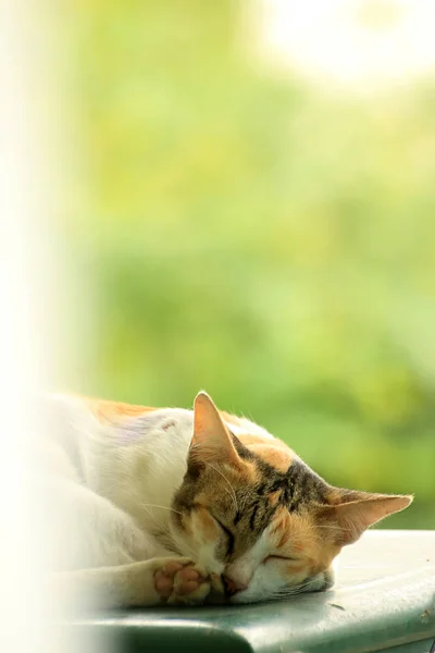 Üç renkli bir kedi buzdolabının üstünde uyuyor..