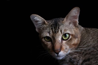 Çizgili bir kedi gölgelerden bana bakıyor, meraklı gözleri merakla parlıyor..