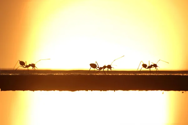 This picture is silhouette. Three ants walk together in a row on steel rods. The background is light of the suset.