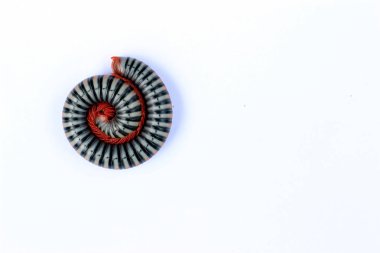 Güzel kırkayaklar 3 kadar kıvrılMak