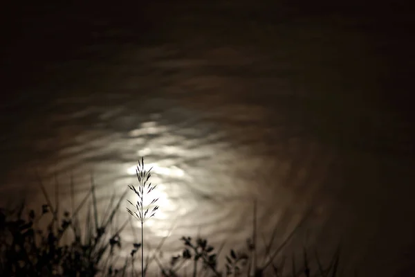 Imagem Turva Silhueta Flor Grama Que Aparece Partir Reflexo Luz — Fotografia de Stock