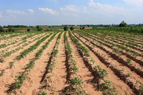 Uma Plantação Mandioca Feita Sulcos Para Plantio Uma Bela Fileira — Fotografia de Stock