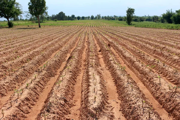 Cassava Plantering Gjord Spår För Plantering Vacker Rad Såg Liten — Stockfoto