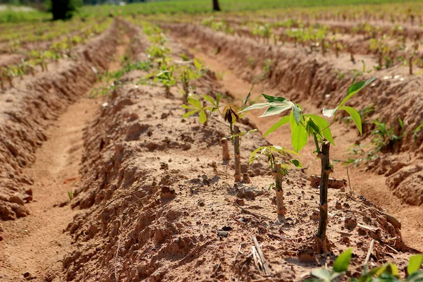 Uma Plantação Mandioca Feita Sulcos Para Plantio Uma Bela Fileira — Fotografia de Stock