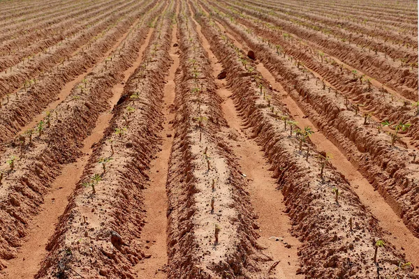 Una Plantación Mandioca Hecha Surcos Para Plantar Una Hermosa Fila —  Fotos de Stock