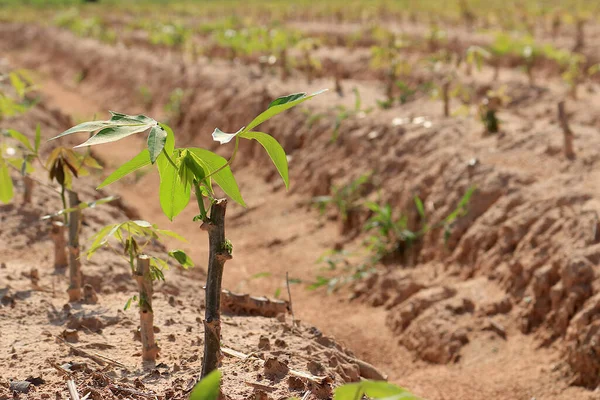 Una Plantación Mandioca Hecha Surcos Para Plantar Una Hermosa Fila —  Fotos de Stock