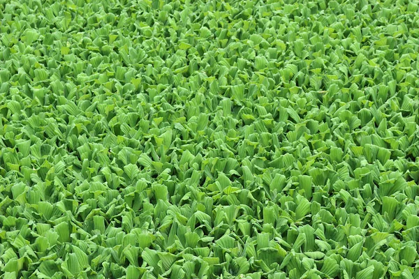 Banyak Hyacinth Air Hijau Biasa Ramai Kolam — Stok Foto