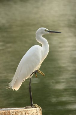 Beyaz balıkçıl gölde balık yakalamak için bekliyor. Arka planda donut bokeh ile.