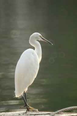 Beyaz balıkçıl gölde balık yakalamak için bekliyor. Arka planda donut bokeh ile.