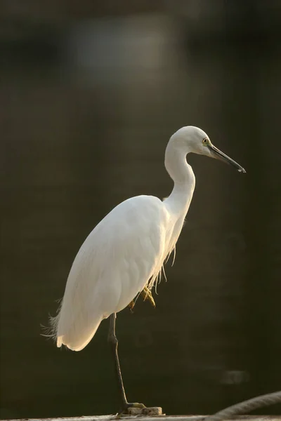 stock image White egret waiting to catch fish in the pond. With donut bokeh on the background.