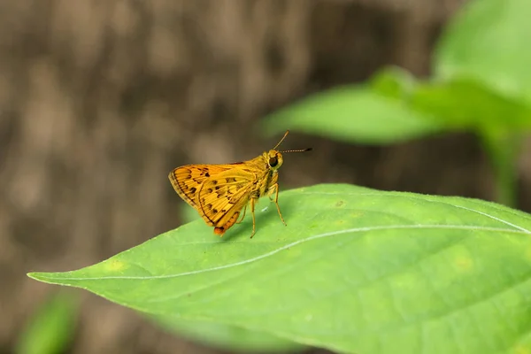 Kleine Schattige Gele Vlinder Groen Blad — Stockfoto