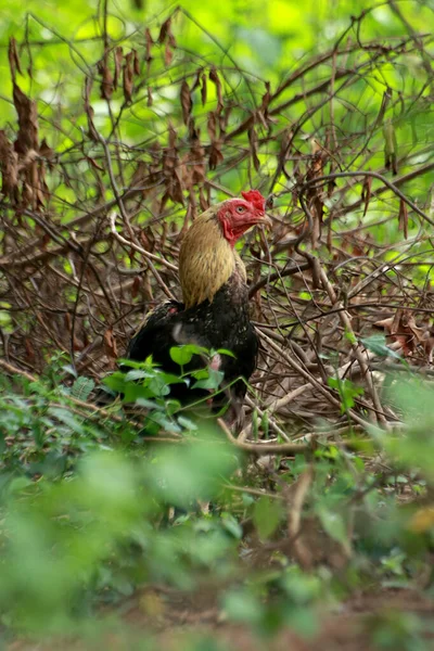 Gamecock Preto Tem Rosto Vermelho Crista Uma Cor Amarela Pescoço — Fotografia de Stock