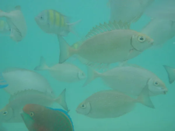 Peces Pequeños Mar — Foto de Stock