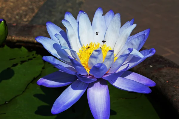 紫の蓮の花が咲いています — ストック写真