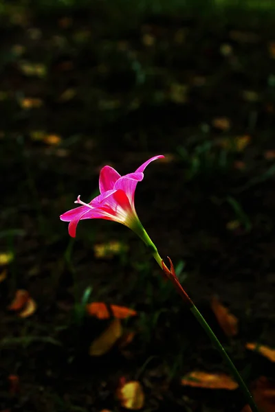 ゼフィランサス グランディフローラ ピンク開花 — ストック写真