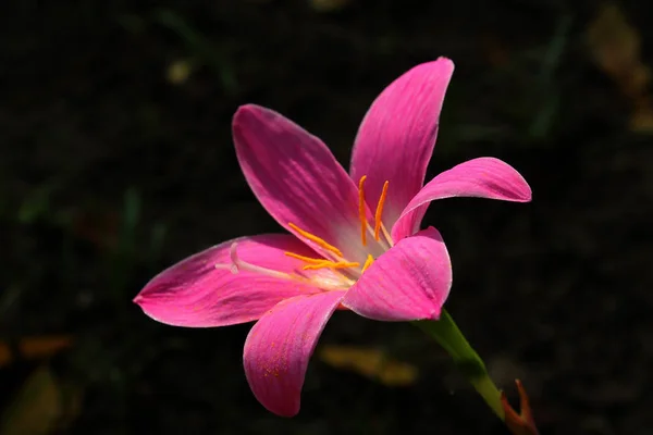 Zephyranthes Grandiflora Pink Blooming — Stock Photo, Image