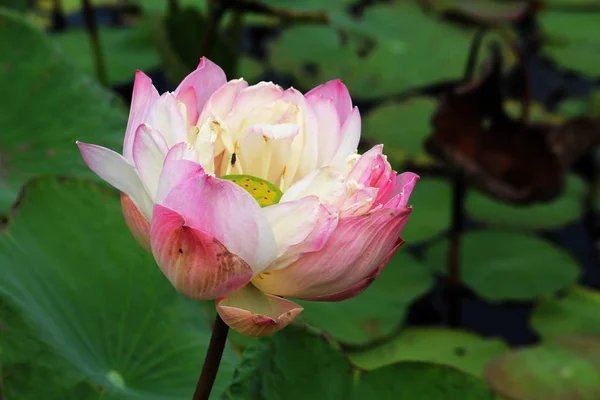 Fleur Lotus Rose Fleurissant — Photo