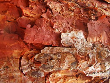 Okaliptüs parçalanma kabuğu.