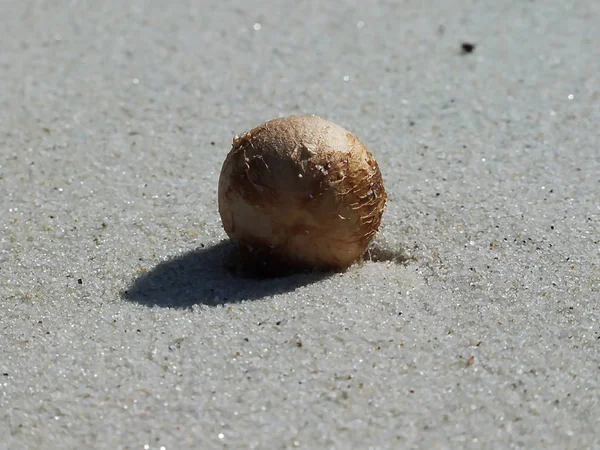 Dried Fruit Sand — Stock Photo, Image