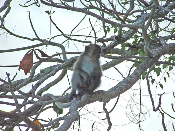 木の上の猿 — ストック写真