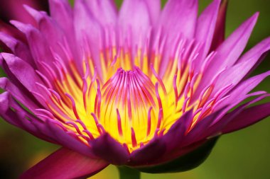Lotus çiçeğinin polenleri