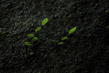 Taş duvardaki yapraklar