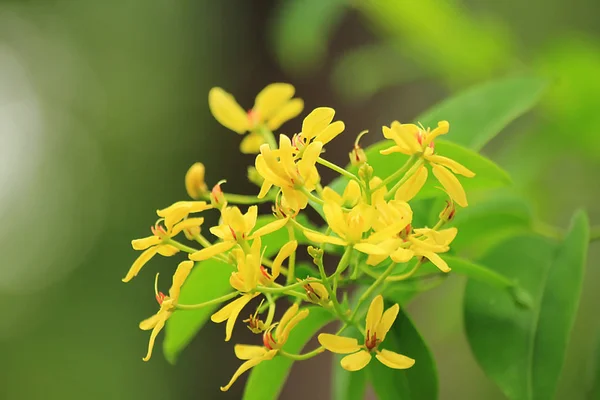 Kleine Gelbe Blüten Der Natur — Stockfoto