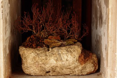 Kuru ağaçlar üzerinde taş dekore edilmiş