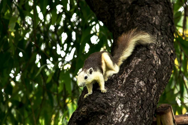 Las Ardillas Están Trepando Sobre Árboles Altos Parque —  Fotos de Stock