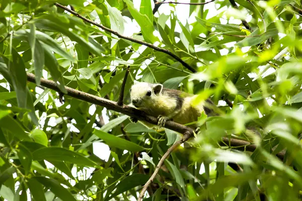 Sincaplar Parktaki Yüksek Ağaçlara Tırmanıyorlar — Stok fotoğraf