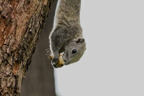 リスは公園の高い木に登っている — ストック写真