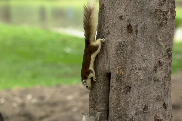 Las Ardillas Están Trepando Sobre Árboles Altos Parque — Foto de Stock