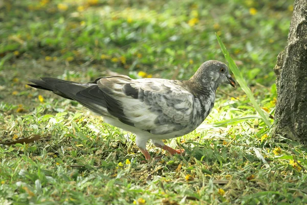 草の上に鳩が — ストック写真