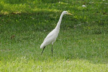 Çim içinde yürüyüş ak balıkçıl.