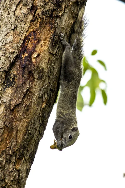 Gli Scoiattoli Arrampicano Sugli Alberi — Foto Stock